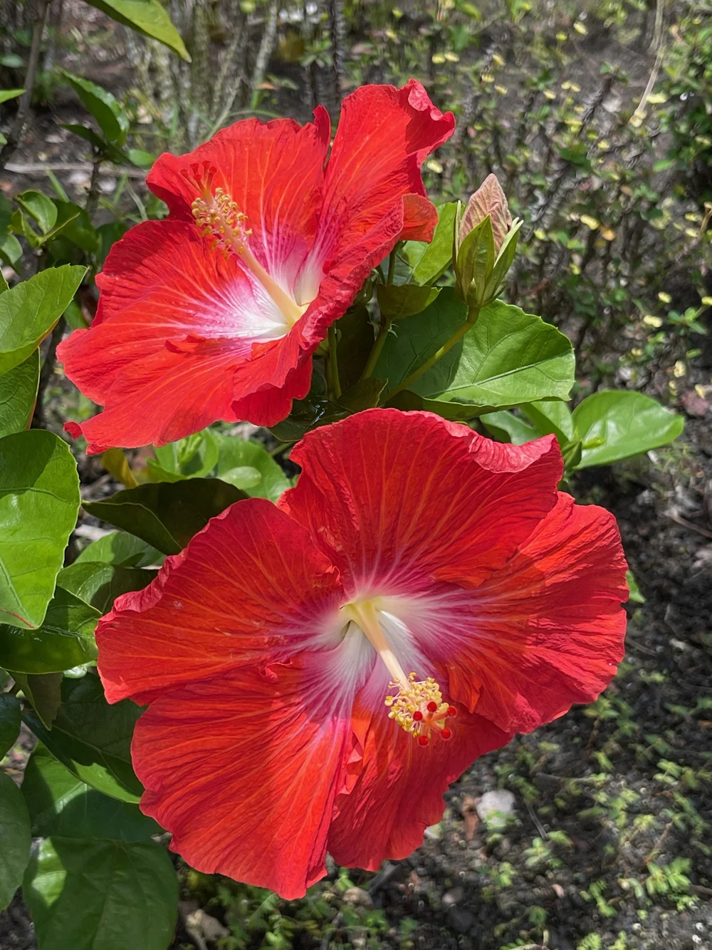Hibiscus — Vintage Green Farms with Tom Piergrossi